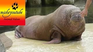 Funny Walruses Has Great Moves