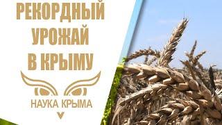 Рекордный урожай в Крыму