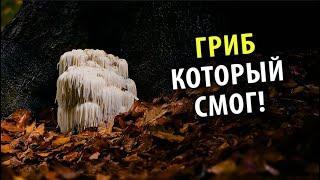 Что Может Ноотропный Гриб [Lion's Mane]