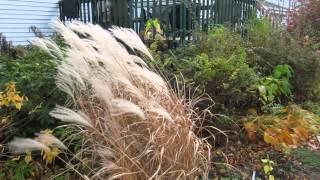 Miscanthus purpurascens in fall