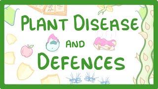 GCSE Biology - Plant Disease and Defences  #46