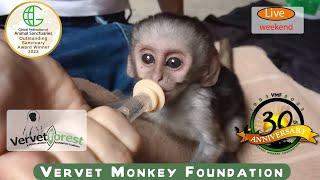 Orphan Baby monkeys, new hope with a second chance after tragic beginnings