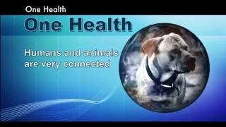 One Health Links Human and Animal Medicine