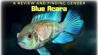 Neon Glowing Beginner Cichlid | Electric Blue Acara