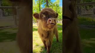 cute cow baby sound#shorts#youtubeshorts #ytshorts