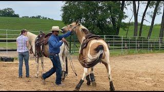 Horse with Severe Separation Anxiety