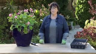 How to Overwinter Geraniums | Preserve Your Plants This Winter Season | Garden Gate Magazine