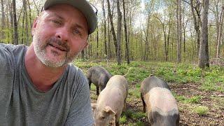 Raising pigs on less than 2 acres