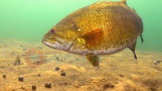 Smallmouth Bass Swimming Underwater-Engbretson Underwater Photography