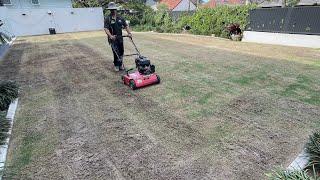 FULL LAWN RENOVATION on TIFTUF Couch/Bermuda grass.