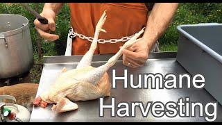 How to Gut a Chicken | Humane Harvesting Guide