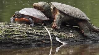 Robert Boyd Wildlife Vlog 44