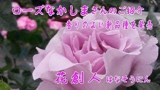 新品種薔薇お迎え！【ローズなかしまさんのご紹介】花創人はなそうにん岐阜愛知寄せ植えハンギングバスケット教室