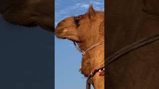 Mesmerizing Camel Close-Up in Iran: The Beauty of Nature: A Stunning Camel in desert