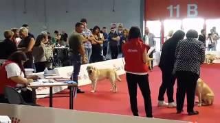 World dog show Milano 2015