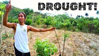 Permaculture at Tao Farm! A Walking Tour (Philippines Eps.5)