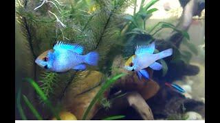 Most eye-catching Electric Blue Ram pair #electric #blueram #fish #aquarium