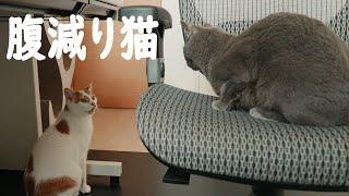 ごはんアピールが強い猫が増えました