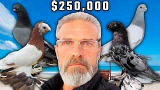 Заказал за $250,000! Двухчубые голуби. Tauben. Pigeons. Palomas. Pombos. कबूतरों.