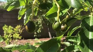 Surprised at the Sir Prize avocado tree’s fruit set. Gotta love this variety