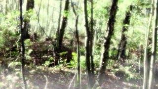 Eldamar - Travel in Woods