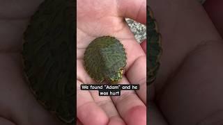 #babyturtle #setfree #redearedsliderturtle  #queaquatics #worldturtleday