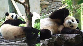 9.5 Panda Fu Bao Part 2 #new #daily #update #panda #fubao #푸바오 #fyp #viral #pandalife #pandalove