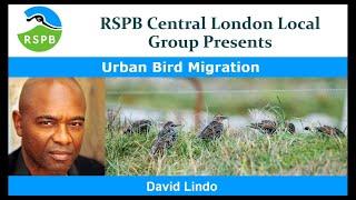 Migration in Urban Areas by David Lindo