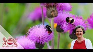 How to Bee-Friendly: The Best Plants for Bees and Other Pollinators | Natasha de Vere