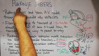 CVS physiology 18. The purkinje fibers, and rapid transmission in the ventricular system.