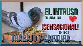 ¿Hablar o demostrar?...️ "El Intruso" Columba Livia, Zurito, Cerril, Campero... ¿Se puede igualar?