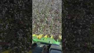 John Deere cp770 #454 picking early season cotton in vidalia Georgia #cottonproduction #farming