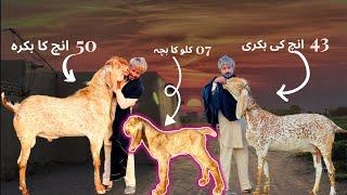 Makhee Cheeni || Most Heighted Bakra || Most Heighted Bakri for Breeding