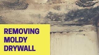 How To Remove Moldy Drywall: Get Rid of Mold