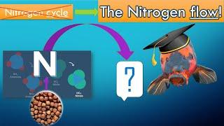 Nitrogen cycle in a Koi pond does not exist, let me explain why this is good to know