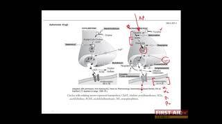 First Aid for the USMLE Step 1, PHARMACOLOGY + 08 = Autonomic pharmacology (Neurotransmission)