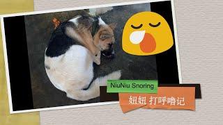 【Funny Dog Videos 狗狗搞笑影片】狗狗睡觉打呼噜? Dog snoring? #funnydog #dog #animals #cutedog