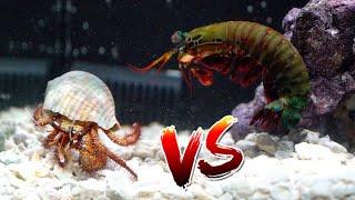 Giant Hermit Crab vs Giant Mantis Shrimp Rematch!! *Epic Battle Royale*