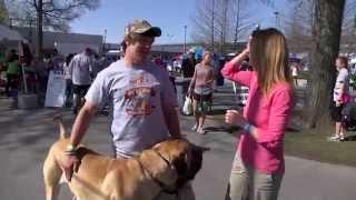 Meet Zeke the English Mastiff!