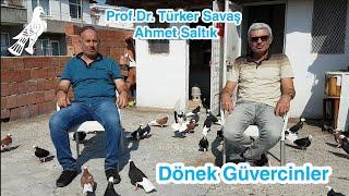 Dönek Güvercinler Hakkında Sorular - Cevaplar... | Prof.Dr. Türker Savaş ve Ahmet Saltık