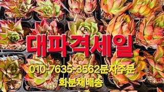 대파격세일,묵둥이다육,화분채배송 010-7635-3562택배문자주문 콩나물다육