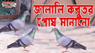 জালালি কবুতর পোষ মানানো | Jalali Kobutor Pus Manano | Petting Jalali pigeons 2021 | Kobutorer Mele