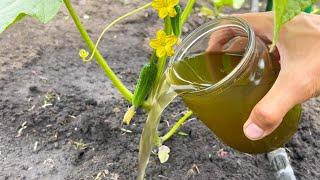 I'm stunned! Cucumbers bear fruit in full, immediately grow and do not turn yellow! Proven effective