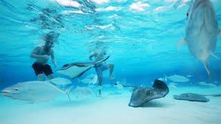 STINGRAY CITY | CAYMAN ISLANDS' MOST POPULAR ATTRACTION