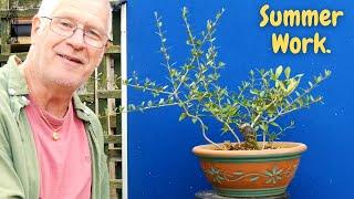 Summer Pruning for BETTER Development. FIVE Olive Bonsai.