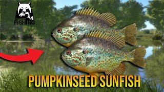 Pumpkinseed Sunfish at Seversky Donets - Russian Fishing 4