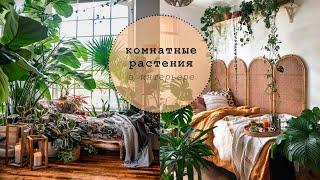 Растения в интерьере/ озеленение дома / комнатные растения / цветы