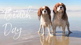 WHAT TO BRING ON A DOG BEACH DAY | Dog Friendly Beach Huntington Beach California