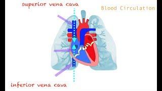 Blood Flow Through The Heart: Easy and Simple (Under 5 Minutes)