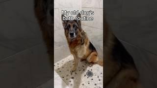 Do you think Shakira enjoyed it? 🩷 #dogsofyoutube #germanshepherd